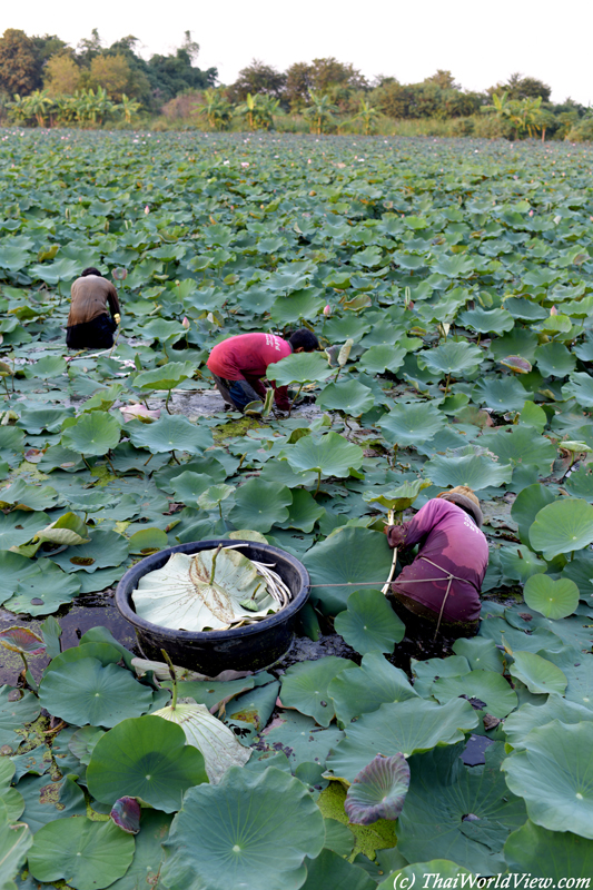 Lotus - Nakhon Pathom
