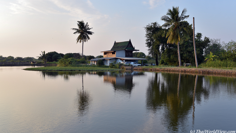 Pond - Nakhon Pathom