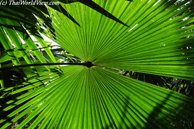 Big leave - River Kwai