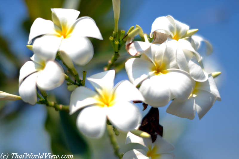 Mali flower - Phon Phisai