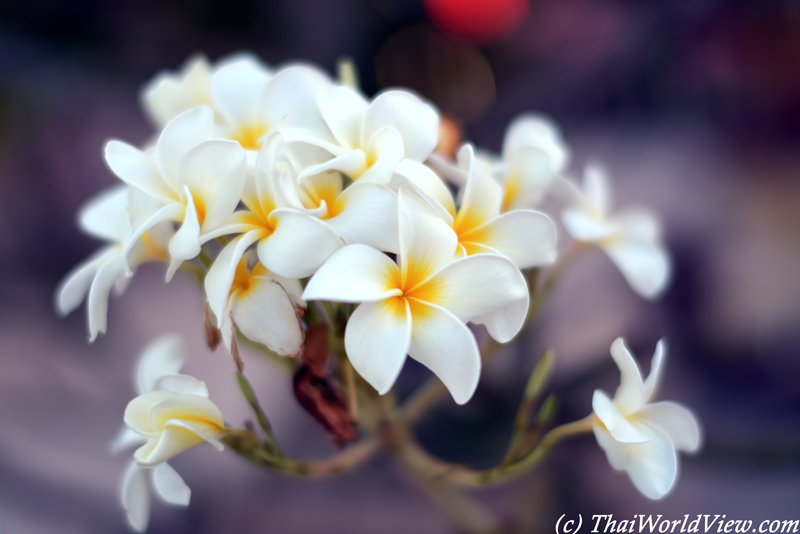 Flowers - Wat Bang Khaem