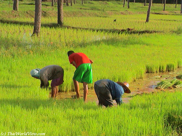 Thai farmers - Nongkhai province