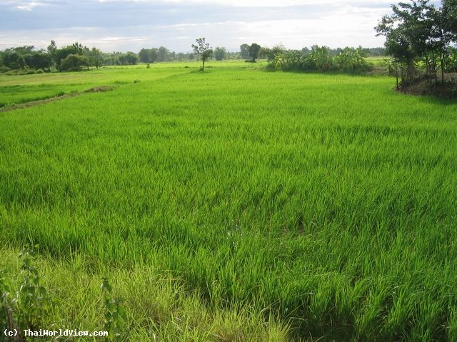 Rice fields - Nongkhai province