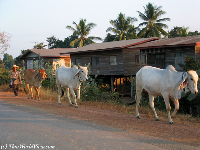 Cows - Nongkhai province