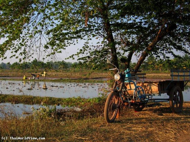 Rice fields - Nongkhai province