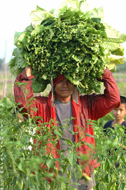 Thai farmer - Nongkhai province