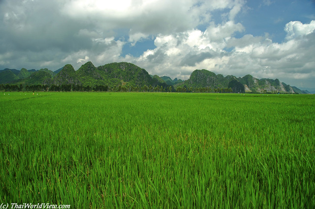 Rice fields - Perfume pagoda