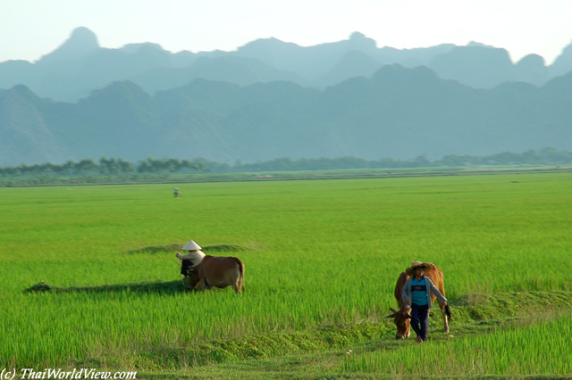 Rice fields - Perfume pagoda