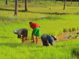 Thai farmers