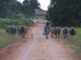 Thai farmers