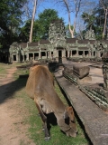 Cow eating grass