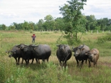 Buffaloes