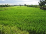 Rice fields