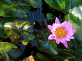 Lotus pond