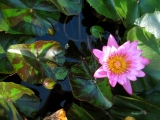 Lotus pond