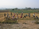 Thai farmers