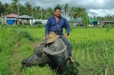 Carabao riding