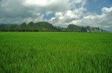 Rice fields