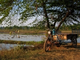 Rice fields