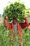 Thai farmer