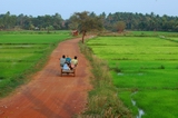 Rice fields