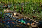 Boat in lotus pond