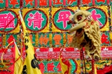 Lion dance