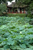 Suzhou garden