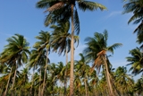 Coconut trees