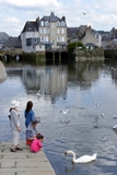 Feeding swan