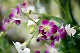 Orchids