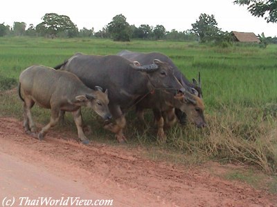 Buffalo in countryside