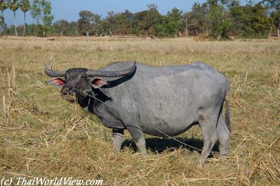 Buffalo in countryside