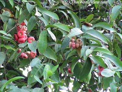 Thai rose apple