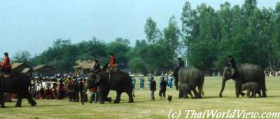 Elephant round-up In Surin