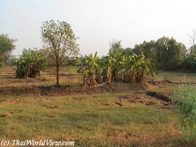 Empty rice fields during dry season