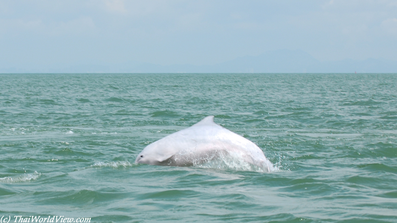 Pink Dolphin - Tai O