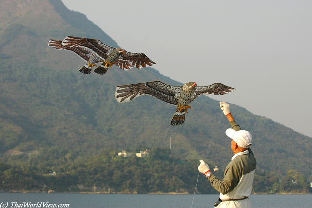 Kite - Plover Cove