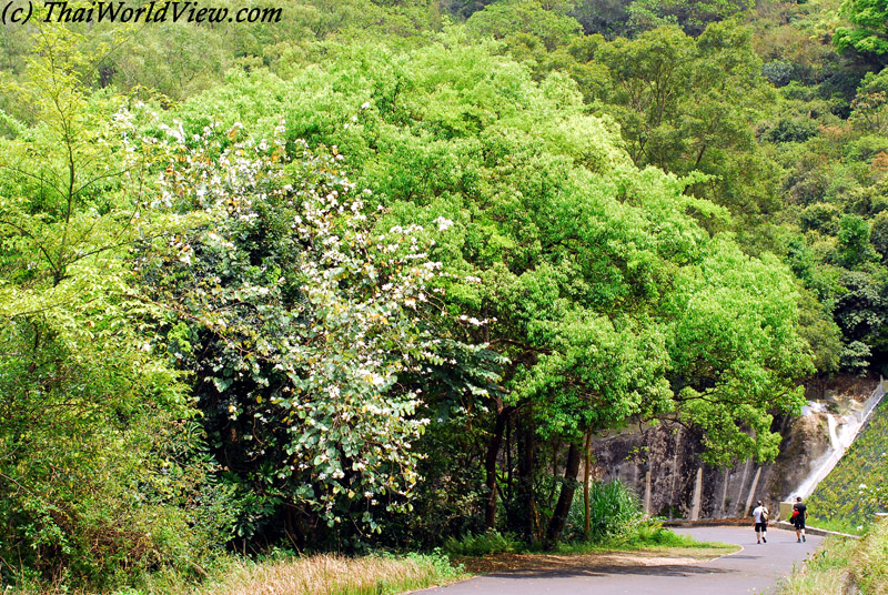 Trees - Lau Shui Heung