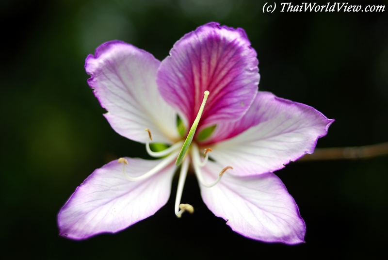 Flower - Lau Shui Heung