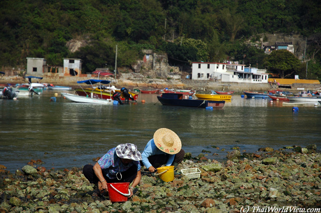 Shellfish - Peng Chau