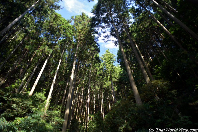 Forest - Fukuoka