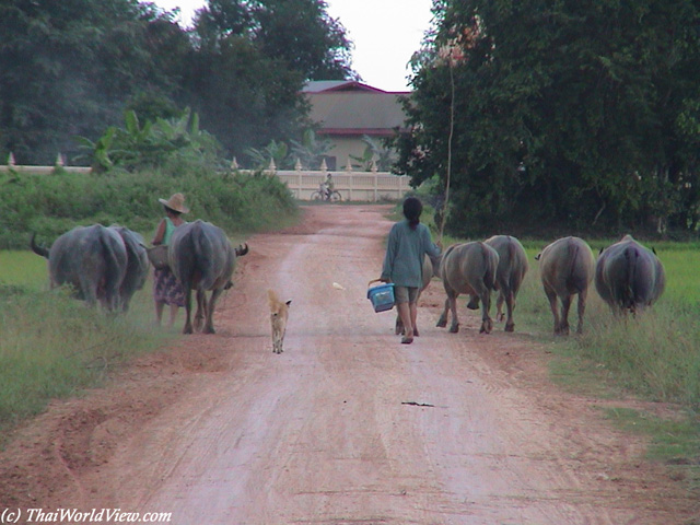 Thai farmers - Nongkhai province