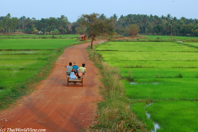 Rice fields - Nongkhai province