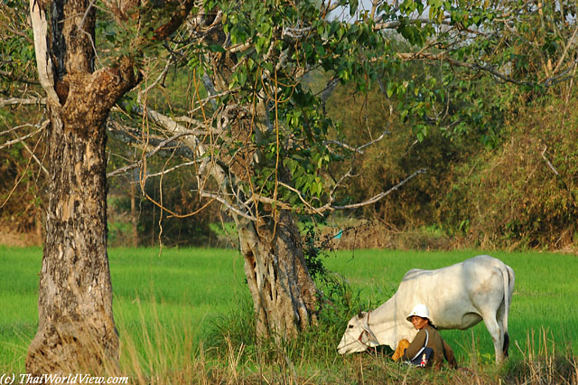 Cowgirl - Nongkhai province