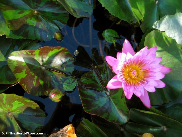 Lotus pond - Nongkhai province