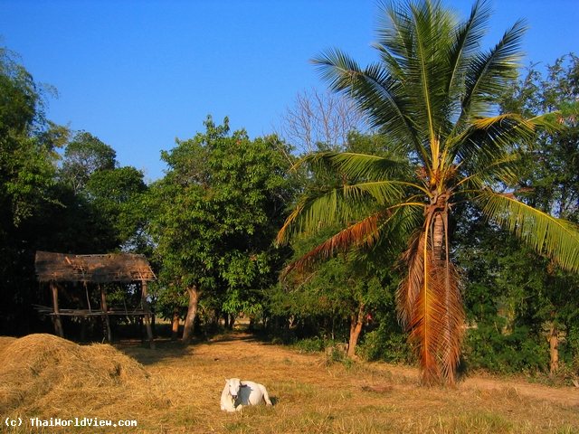 Field at sunset - Nongkhai province