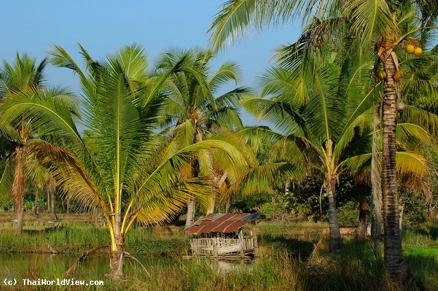 Pond - Nongkhai province