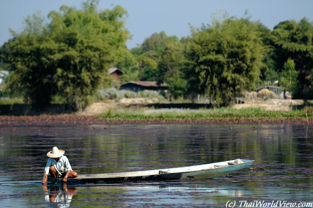 Boat in lotus pond - ThaBo district - Nongkhai province